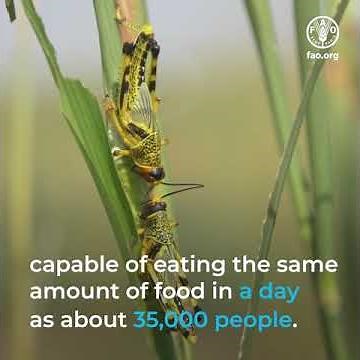 Desert Locust Crisis 2020: Locust infestations in Yemen