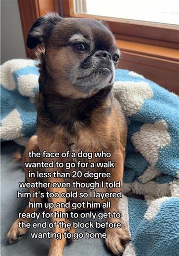 Preparing a Grumpy Dog for a Cold Winter Walk