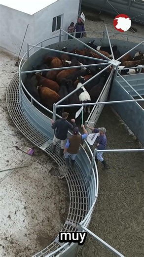 The efficiency the countryside needs! 🐂🚜