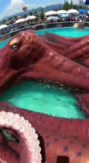 Big Splash! Hilarious Slide Fail You Can’t Miss #funny #meme