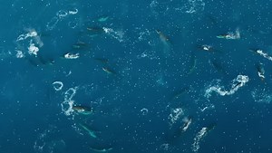 Watch Stunning Video of a Fin Whale Feeding Frenzy
