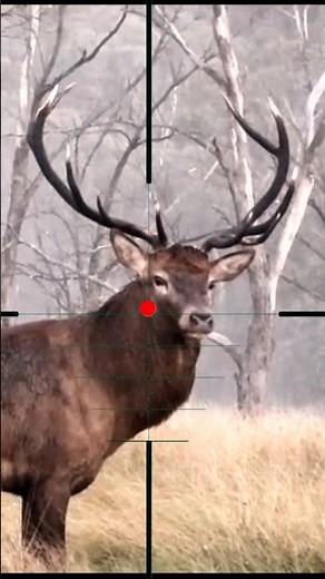 Big Elk Shooting | Caccia al grande alce | Großwildjagd