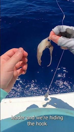 She Caught the MOST Delicious Fish in the Ocean on Cut Bait #fillet #fishing #fish