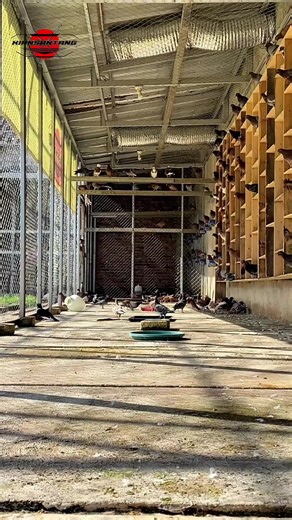 Kegiatan Harian Tim Kiansantang Perawatan Kandang Ternak