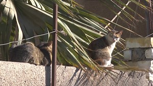 Après avoir été blessés dans un accident ou maltraités, des animaux des rues de Bagdad se retrouvent dans un refuge nouvellement créé, et qui fonctionne entièrement grâce à des dons. | Agence France-Presse