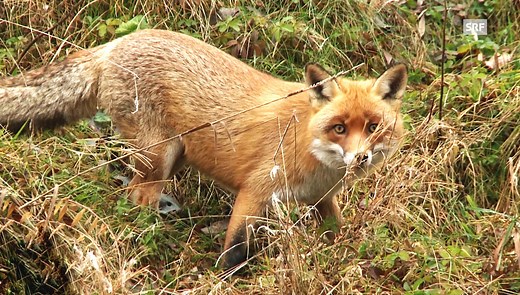 Der Fuchs – dein geheimer Nachbar