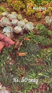 2.5K views · 50 shares | Succulent new collection arrived. 29.09.2020. Rs. 50 only. Buy 5 get 1 complimentary. Shop sales only. Our Shop: 5th Street, Hanuman Colony, Injambakkam, ECR, Chennai. Landmark: Right cut from Prarthana Theater signal, Near Road of Salem RR Briyani. | The Pot Shop | Facebook