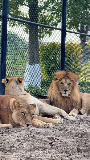 Explore the Lion Pride: Social Structure of Big Cats