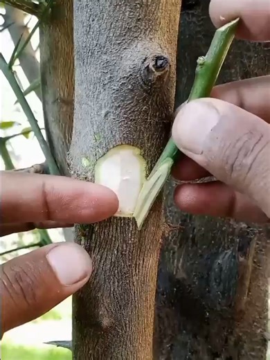 Best Easy Grafting Method for Orange Trees in Spring