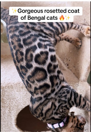 Discover the Elegance of Bengal Kittens