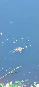 feeding soft shelled turtles combos