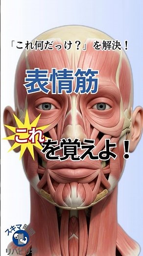【知らないとマズイ⁉︎】“表情筋”はこれを覚えよう！#理学療法士国家試験 #作業療法士国家試験 #理学療法士 #作業療法士 #基礎 #臨床 #臨床実習 #脳神経 #顔面神経 #顔面神経麻痺