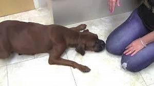 Abandoned Pregnant Boxer Dog Rescued Just Hours Before She Gives Birth