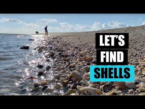 Did I find good shells? Low tide at Lovers Key gave me a bucket list shell!