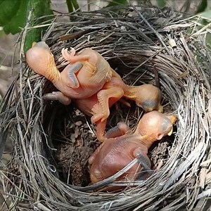 cuckoo baby picked up the baby. part 1 | Brid Feed