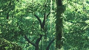 rainforest columbia southern america sunset