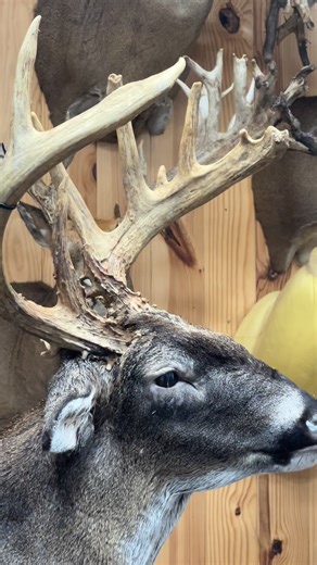 One of the most mature looking deer that’s hit my shop. This deer had no ears, busted up everywhere. What a toad. | 𝘽𝙍𝘼𝙉𝘿𝙀𝘿 𝙏𝘼𝙓𝙄𝘿𝙀𝙍𝙈𝙔