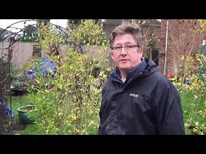 How to remove privet hedge bush without damaging roots for replanting