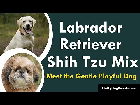 Labrador Retriever Shih Tzu Mix: Meet the Gentle Playful Dog