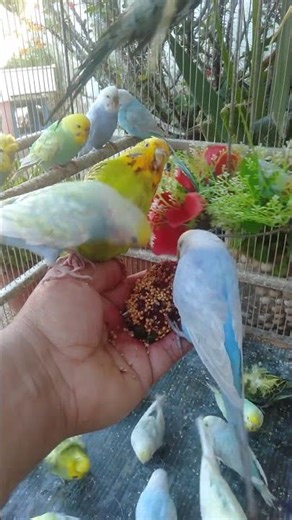 🐦近づけた瞬間、判断ズレた