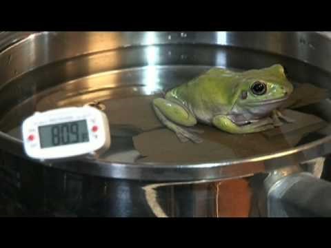 Frog In A Pot