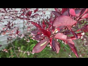 Another Highlight video! Today we look at the Purple Leaf Sand Cherry!
