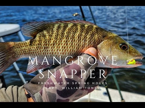 Inshore Spring Hole Mangrove Snapper Fishing | In The Spread Fishing Videos