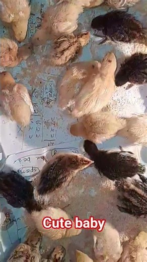 #quail #youtube #viralvideos #কোয়েল