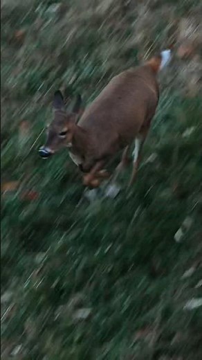 BEST Caption Wins A Free Chasing November Hood, 1 Week Contest #hunting #shorts #wildlife