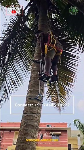 Simple and Easy Coconut Tree Climbing Tool