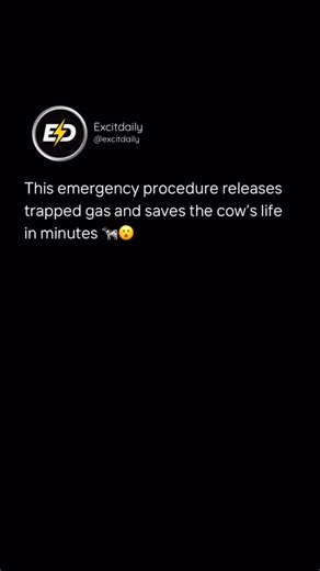 Excitdaily on Instagram: "This video shows a veterinarian performing an emergency procedure on a bloated cow. With the animal struggling to breathe, a cannula is carefully inserted into the rumen, and trapped gas rushes out almost instantly. Within seconds, the tension drops, the cow steadies itself, and stands again—clear relief replacing panic. It’s not dramatic for effect. It’s practical, fast, and lifesaving. Severe bloat can turn fatal quickly, and this is one of those moments where experie