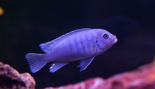 Cobalt Blue Zebra Cichlid: The Complete Care Guide