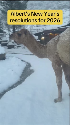 Albert's Simple Resolutions for a Joyful Life