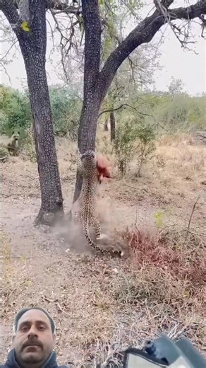 How FAST and STRONG is a LEOPARD 🤯🐅#leopard #safari