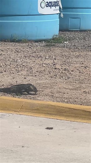 Videos de Greg Garcia (@greg.garcia36) con “sonido original - Greg Garcia”