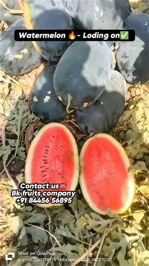 Watermelon wholesale market #watermelonfarming #farming #fruits #wholesalemarket