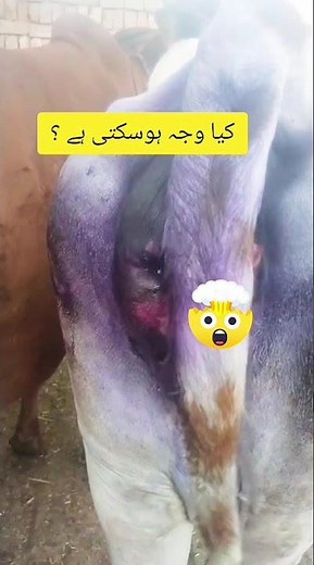 Diagnose the condition|A challenging case for all vets inflammation on vulver lips of cow