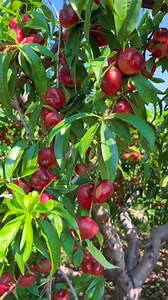 1.4M views · 31K reactions | Fruit picking kind of day  | Fruit Farm | Facebook