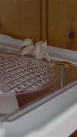 Feeding the Orchid Mantis: A Fascinating Experience