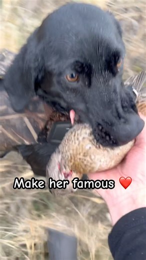 Duck hunting dog black Labrador hunt training #shorts #hunting