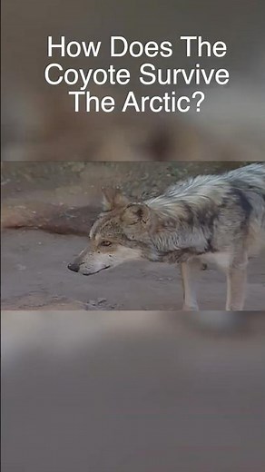 Coyotes Survive Where? 🤯❄️