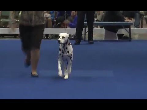 AKC / Eukanuba National Championship Sunday Night - Best in Show