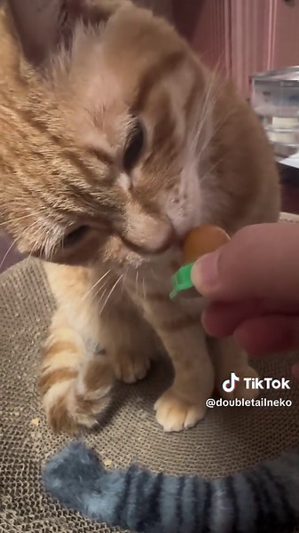 Cat Toy Prank: Furious Reaction and Cute Apology