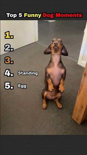 5 Funniest Dog Moments That Will Make You Laugh! 🐶🤣 #shorts #funnydogs #dogcomedy