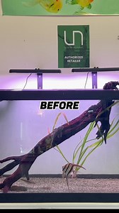 🐠 Our display tank makeover is making waves with fresh vibes and stunning aquatic scenes. Come soak in the beauty and get inspired for your own underwater paradise. 🌿💦#aquarium #tropicalfish #aquaticpet #feedingtime #aquariumhobby #fishtankfanatics #fishtanklife #aquaticstore #aquaticshrimp #aquaticplant #diy #diyart #aquascapetank #fishtankps | Houston Aqua