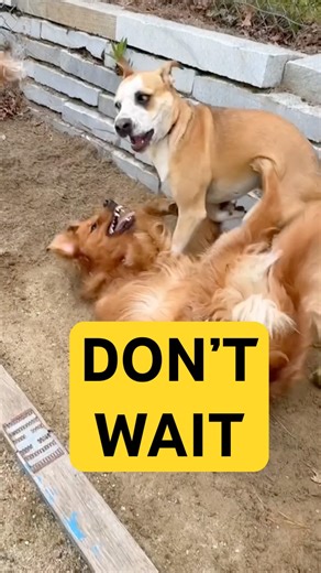 🐾 Good Play Can Turn Bad Fast
