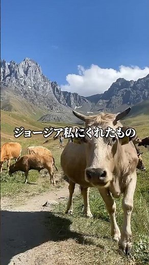 常識が通じない国ジョージア🇬🇪 #世界一周 #夫婦世界一周 #旅人の日常 #旅するように生きる #ジョージア
