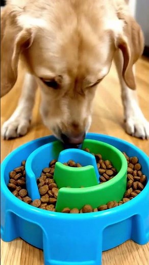 ¿Por qué tu Labrador siempre tiene hambre? 🦴