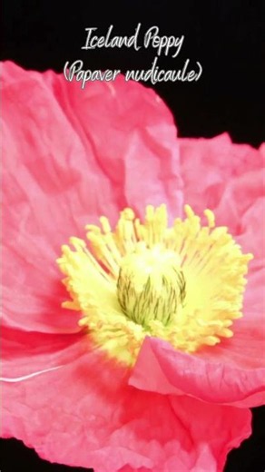 Flowers in Bloom 🌸 Iceland Poppy vs Oriental Poppy