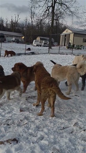 Irish Wolfhound vs Pyrenean Mastiff